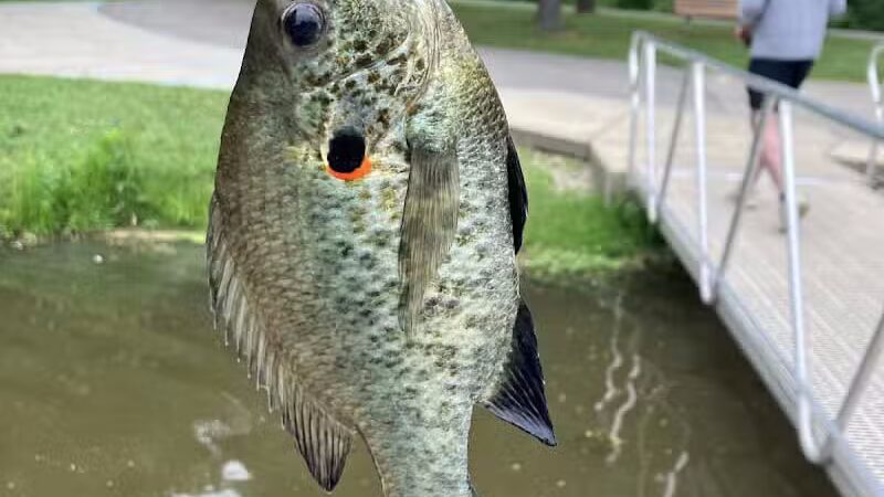 Walker Road Park - Bay Village, OH