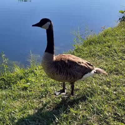 Walker Road Park - Bay Village, OH