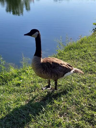 Walker Road Park - Bay Village, OH