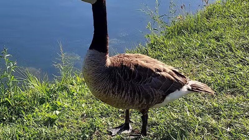 Walker Road Park - Bay Village, OH