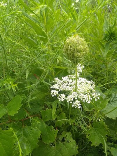 Gerspacher Park - Beavercreek, OH