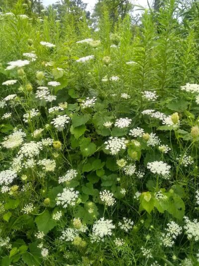 Gerspacher Park - Beavercreek, OH