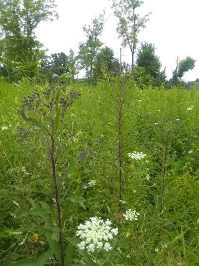 Gerspacher Park - Beavercreek, OH