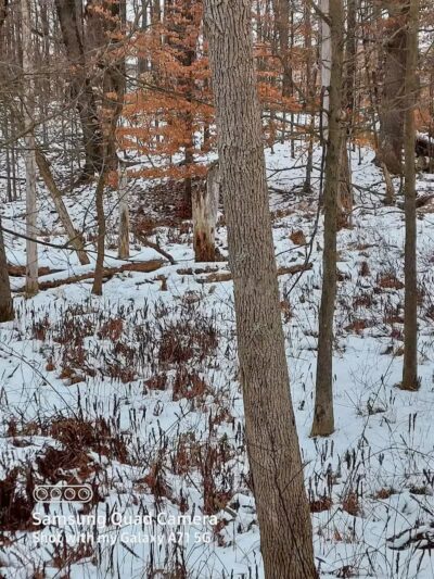 Forbes Woods Picnic Area - Bedford Heights, OH