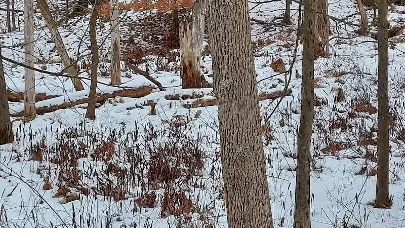Forbes Woods Picnic Area - Bedford Heights, OH