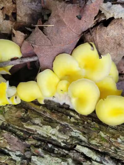 Forbes Woods Picnic Area - Bedford Heights, OH