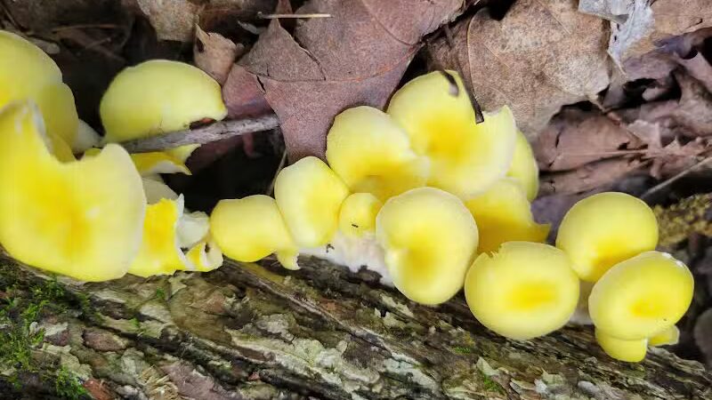 Forbes Woods Picnic Area - Bedford Heights, OH