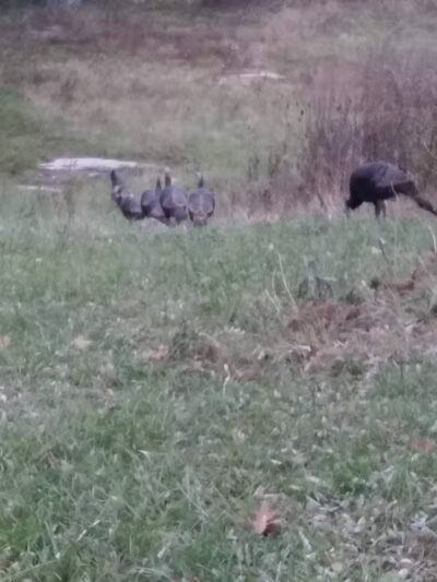 Forbes Woods Picnic Area - Bedford Heights, OH