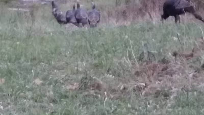 Forbes Woods Picnic Area - Bedford Heights, OH