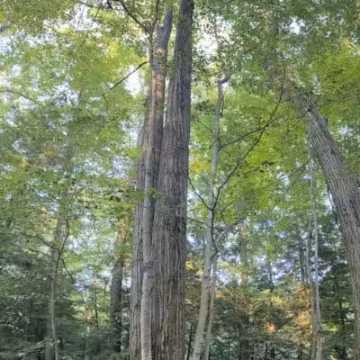 Bedford Reservation - Bedford, OH