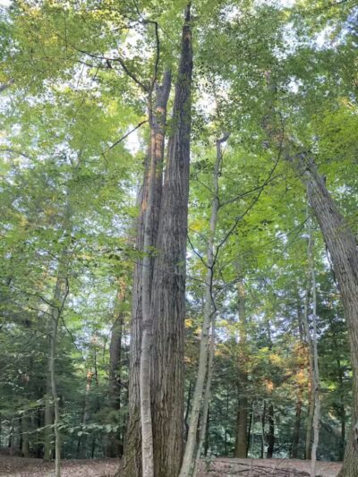 Bedford Reservation - Bedford, OH