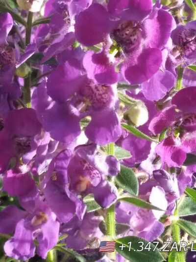 Taft Park - Bedford, OH