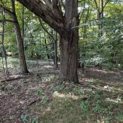 Willis Picnic Area, Bedford Reservation - Bedford, OH