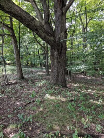 Willis Picnic Area, Bedford Reservation - Bedford, OH
