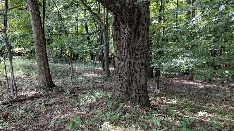 Willis Picnic Area, Bedford Reservation - Bedford, OH