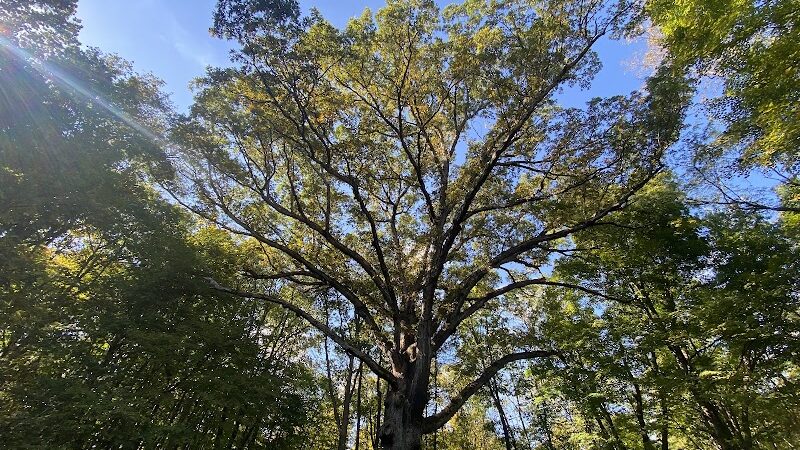 Sugarcreek MetroPark - Bellbrook, OH