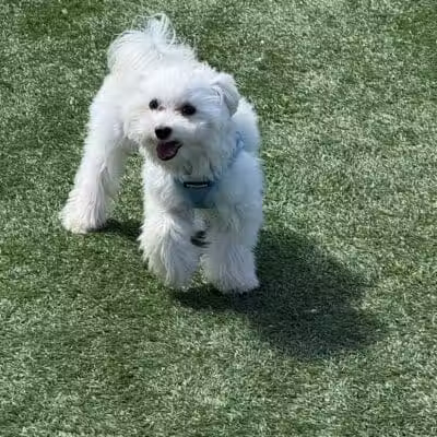 Town of Hempstead Dog Park - Bellmore, NY