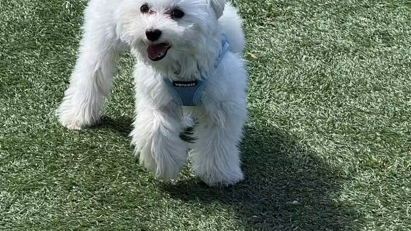 Town of Hempstead Dog Park - Bellmore, NY