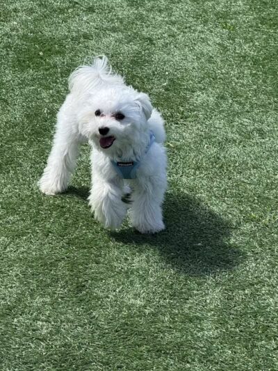 Town of Hempstead Dog Park - Bellmore, NY