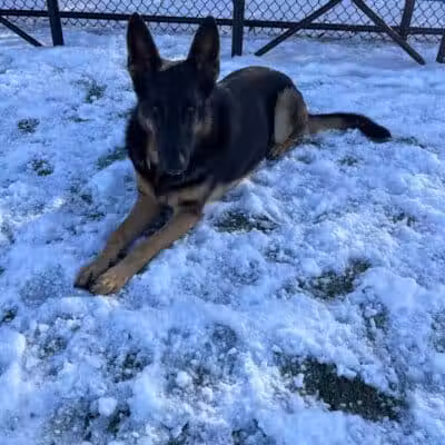 Town of Hempstead Dog Park - Bellmore, NY