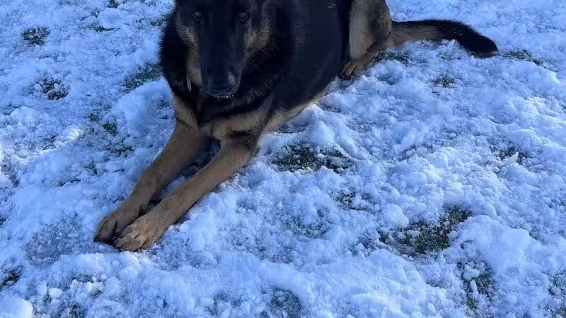 Town of Hempstead Dog Park - Bellmore, NY