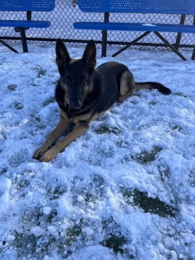 Town of Hempstead Dog Park - Bellmore, NY