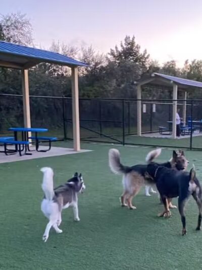 Town of Hempstead Dog Park - Bellmore, NY