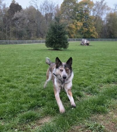 Bellville Dog Park Finnigans Run - Bellville, OH