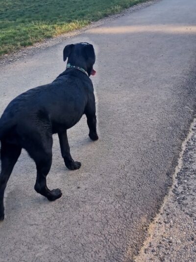 Bellville Dog Park Finnigans Run - Bellville, OH