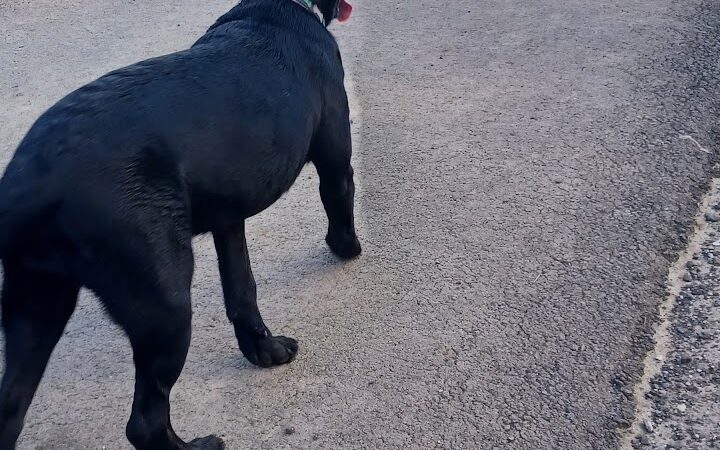 Bellville Dog Park Finnigans Run - Bellville, OH