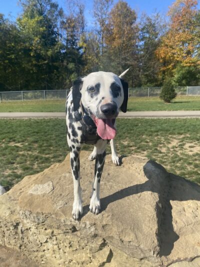 Bellville Dog Park Finnigans Run - Bellville, OH