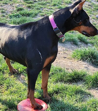 Bellville Dog Park Finnigans Run - Bellville, OH