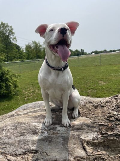 Bellville Dog Park Finnigans Run - Bellville, OH