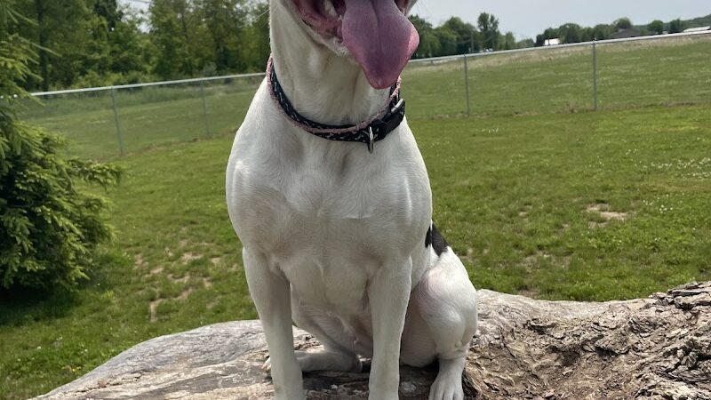 Bellville Dog Park Finnigans Run - Bellville, OH