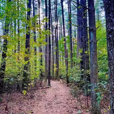 Rose Lake Trail - Benton Township, OH