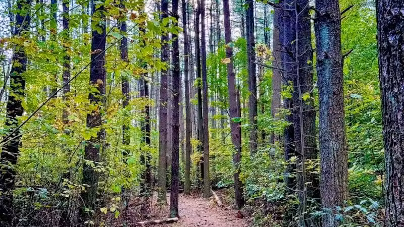 Rose Lake Trail - Benton Township, OH