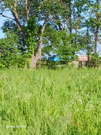 Bentonville Dog Park - Bentonville, AR