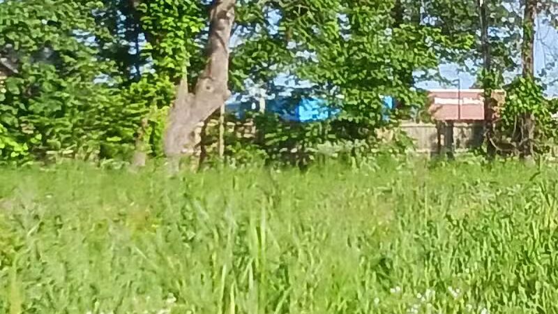 Bentonville Dog Park - Bentonville, AR