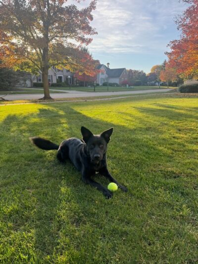 Right Way K9 Training - Berea, OH