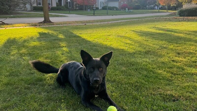 Right Way K9 Training - Berea, OH