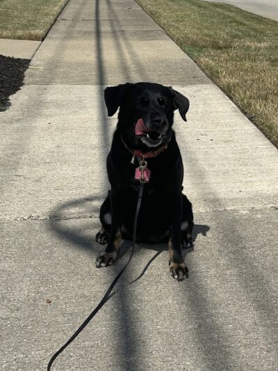 Right Way K9 Training - Berea, OH