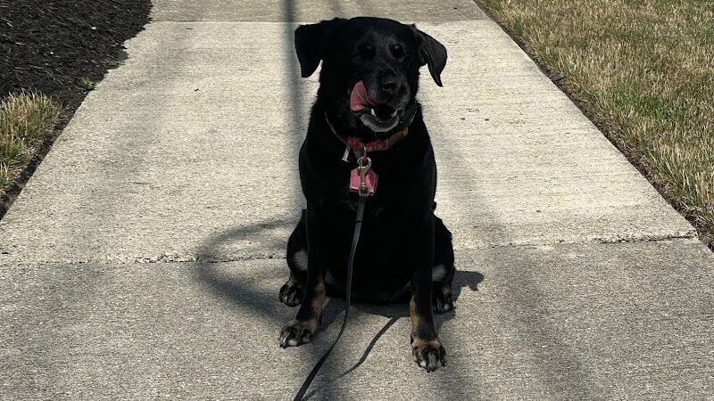 Right Way K9 Training - Berea, OH