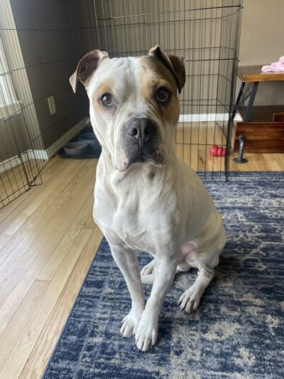 Right Way K9 Training - Berea, OH