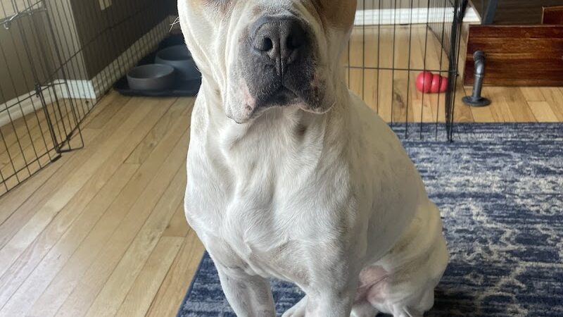 Right Way K9 Training - Berea, OH