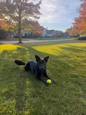 Right Way K9 Training - Berea, OH