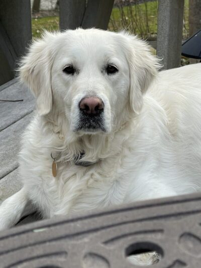 Right Way K9 Training - Berea, OH