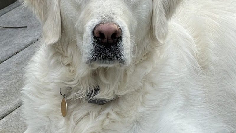 Right Way K9 Training - Berea, OH