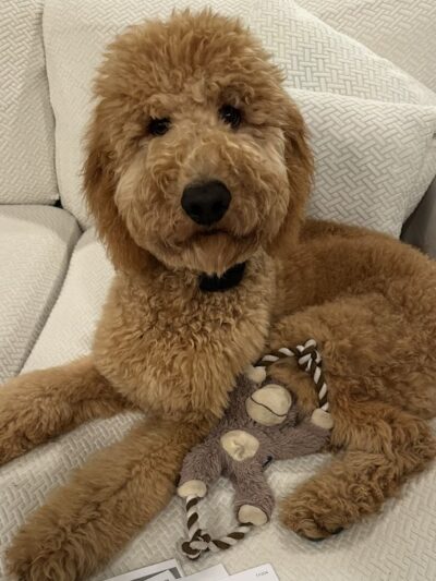 Right Way K9 Training - Berea, OH