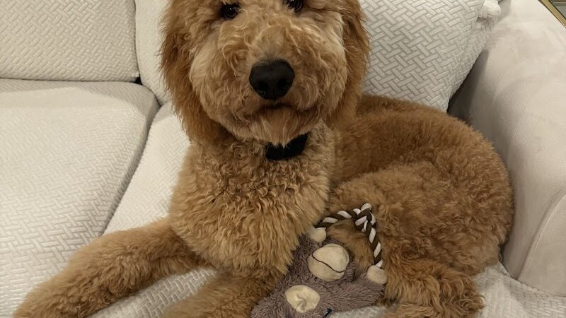 Right Way K9 Training - Berea, OH