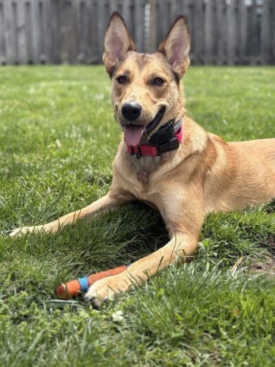 Right Way K9 Training - Berea, OH